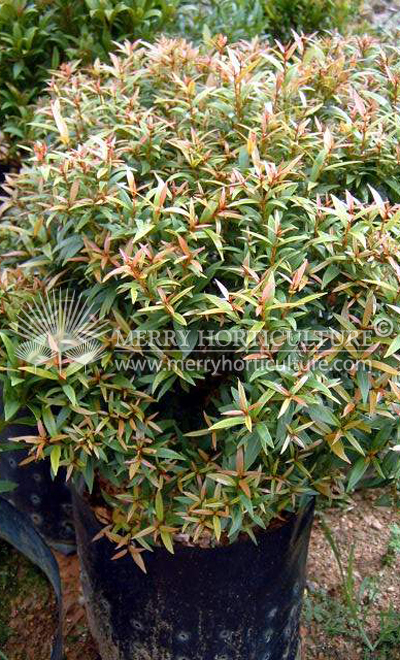 Syzygium campulatum compact hybrid